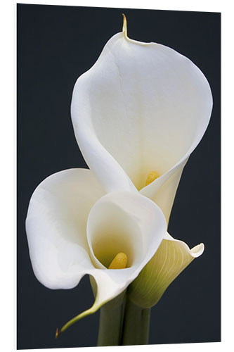 Foam board print White calla lilies