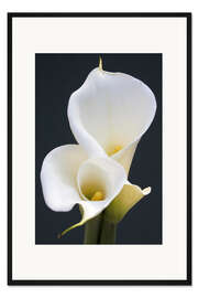 Gerahmter Kunstdruck Weiße Calla-Lilien