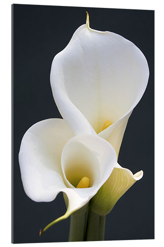 Gallery print White calla lilies