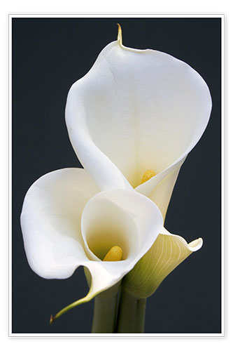 Poster Weiße Calla-Lilien