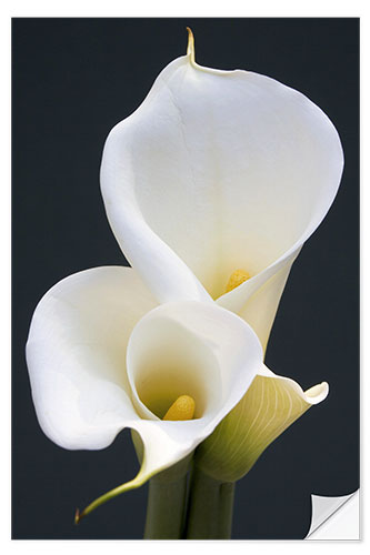 Wall sticker White calla lilies