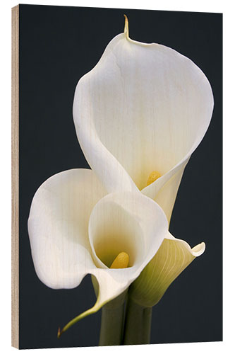 Obraz na drewnie White calla lilies