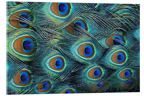 Acrylic print Iridescent feathers of a peacock