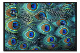 Gerahmter Kunstdruck Schillernde Federn eines Pfaus