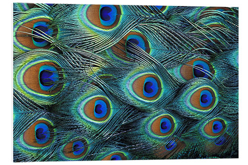 Foam board print Iridescent feathers of a peacock