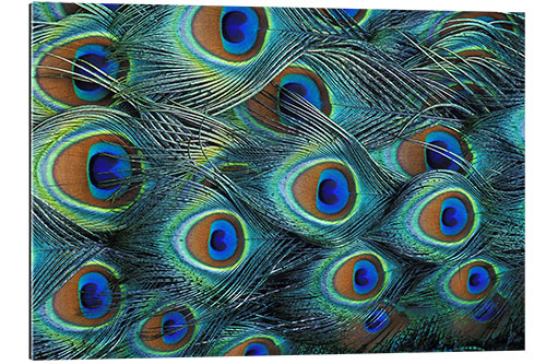 Galleritryk Iridescent feathers of a peacock