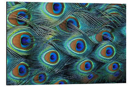 Magnettafel Schillernde Federn eines Pfaus