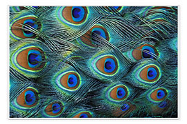 Plakat  Iridescent feathers of a peacock - Adam Jones