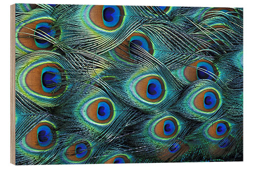 Puutaulu Iridescent feathers of a peacock