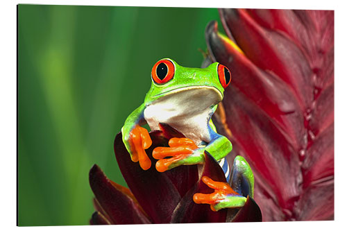 Aluminiumsbilde Red-eyed tree frog on leaf