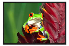 Gerahmter Kunstdruck Rotaugenlaubfrosch auf Blatt