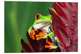 Foam board print Red-eyed tree frog on leaf