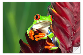 Wall sticker Red-eyed tree frog on leaf