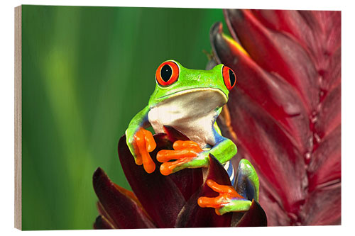 Wood print Red-eyed tree frog on leaf