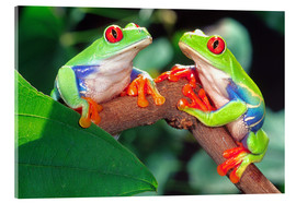 Akrylbillede Two red-eyed tree frogs - David Northcott