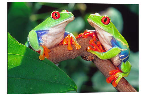 Aluminium print Two red-eyed tree frogs