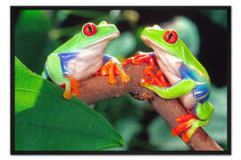 Gerahmter Kunstdruck Zwei Rotaugenlaubfrösche