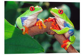 Foam board print Two red-eyed tree frogs