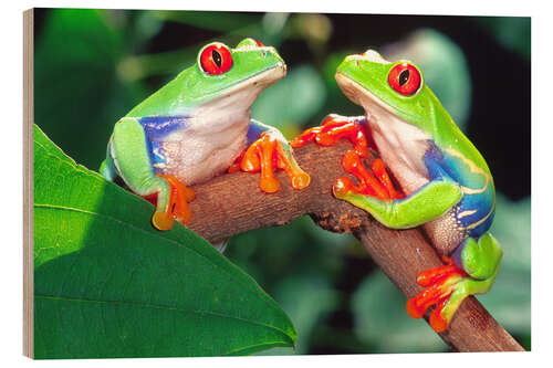 Wood print Two red-eyed tree frogs