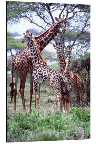 Quadro em alumínio Família de girafas