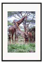Gerahmter Kunstdruck Giraffen Familie