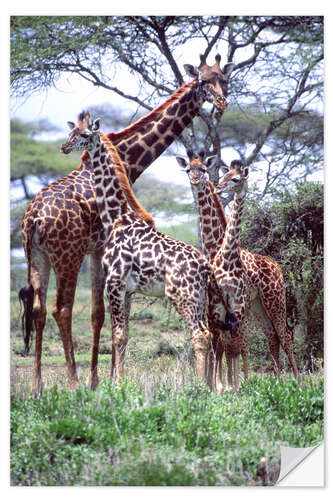 Selvklebende plakat Giraffes family