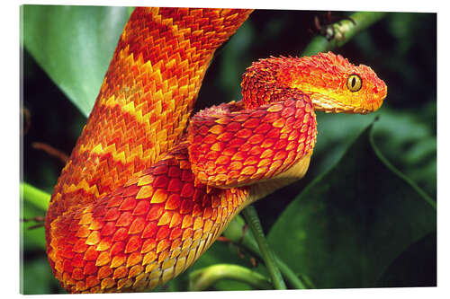 Acrylglas print Red bush viper on tree