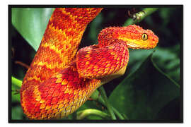 Gerahmter Kunstdruck Rote Buschviper auf Baum