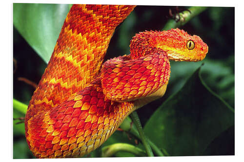 Foam board print Red bush viper on tree