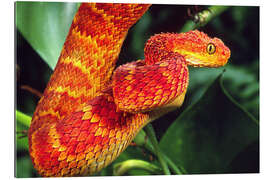 Gallery print Red bush viper on tree