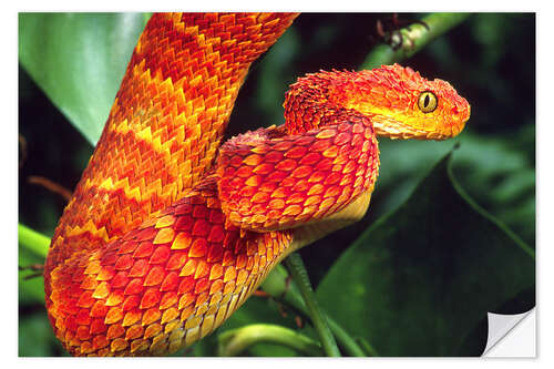 Naklejka na ścianę Red bush viper on tree