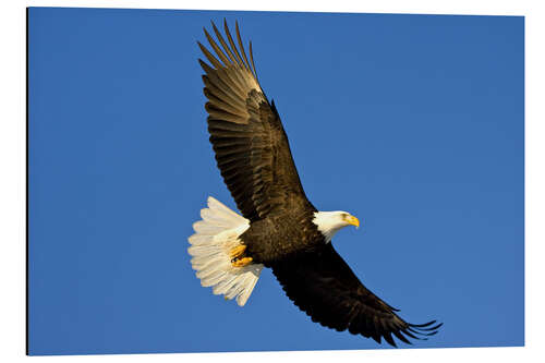 Aluminium print Bald eagle in flight