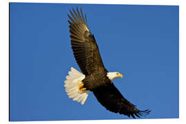 Alumiinitaulu Bald eagle in flight