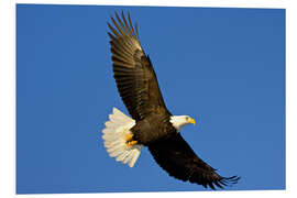 Foam board print Bald eagle in flight