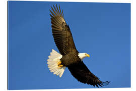 Gallery print Bald eagle in flight