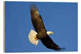 Wood print Bald eagle in flight