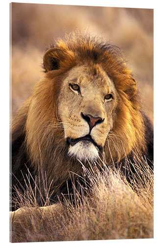 Acrylic print Male lion in the grass