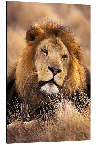 Aluminium print Male lion in the grass