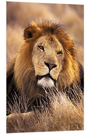 Foam board print Male lion in the grass