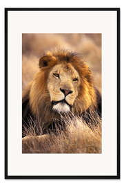 Gerahmter Kunstdruck Männlicher Löwe im Gras