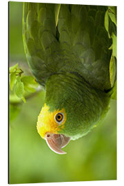 Aluminium print Yellow-headed Amazon