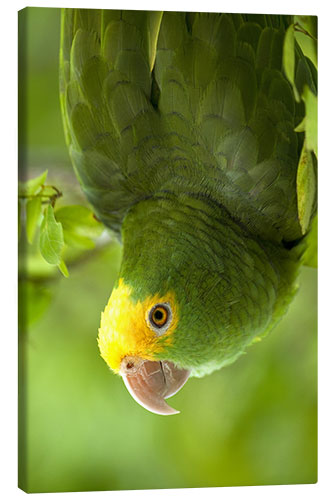 Canvas print Yellow-headed Amazon