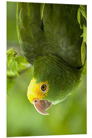 Foam board print Yellow-headed Amazon