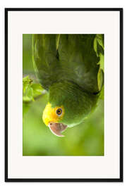 Gerahmter Kunstdruck Gelbkopfamazone