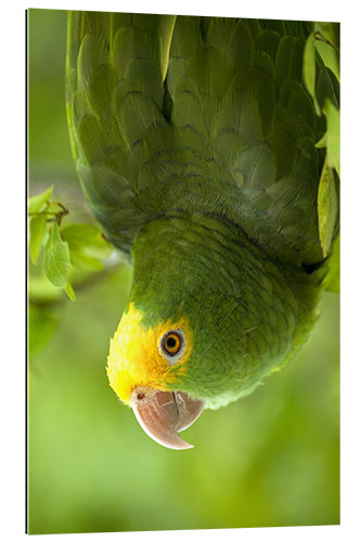 Galleritryk Yellow-headed Amazon