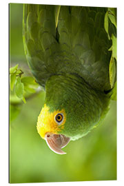 Galleritryk Yellow-headed Amazon