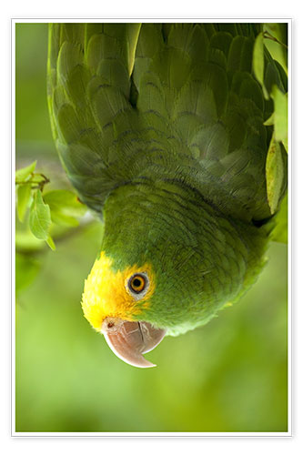 Poster Yellow-headed Amazon