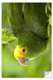 Selvklebende plakat Yellow-headed Amazon