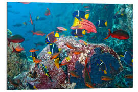 Aluminium print Tropical underwater world