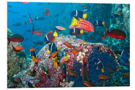 Foam board print Tropical underwater world